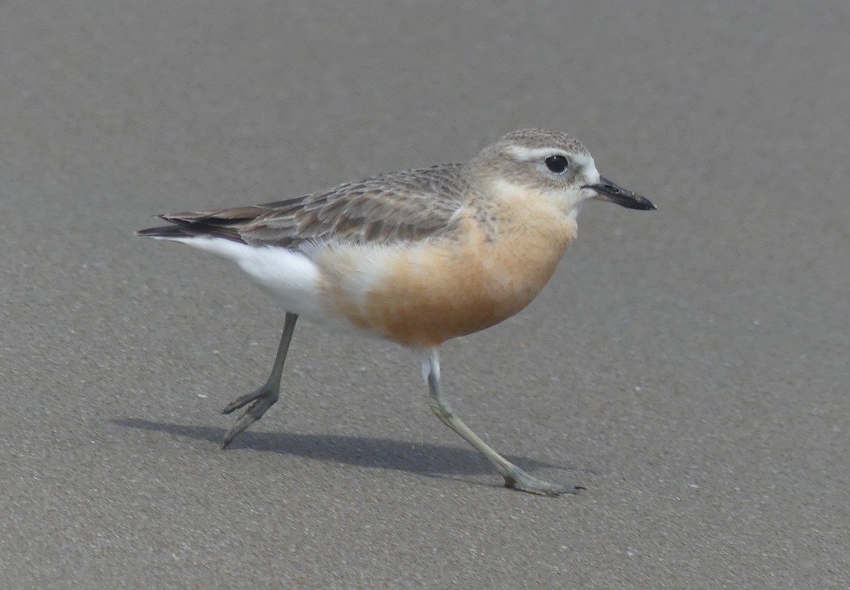 Red-breasted Dotterel - ML646102813