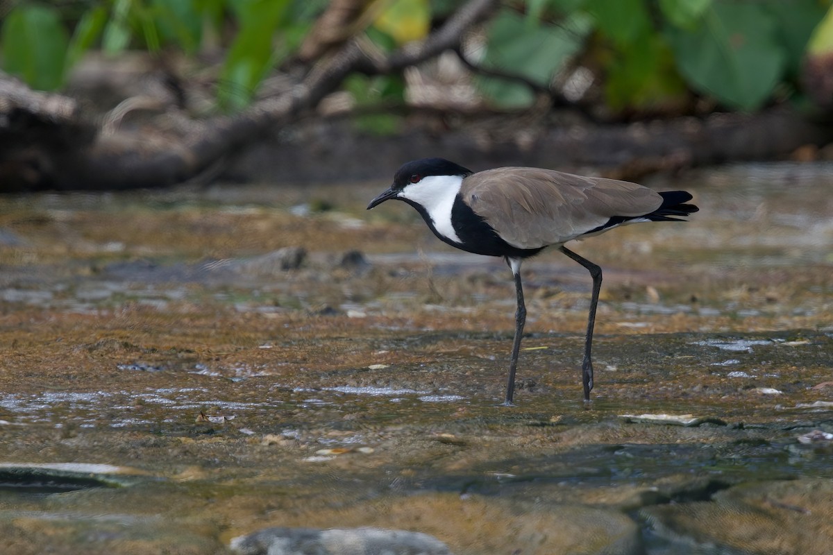 Vanneau à éperons - ML646102854