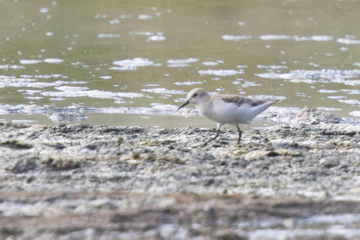 ヨーロッパトウネン - ML646102859