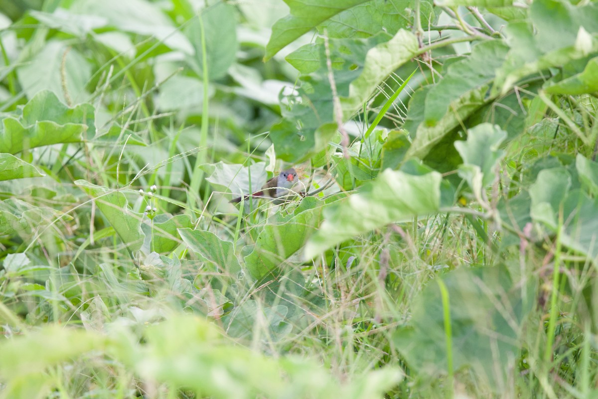 Астрильд болотяний - ML646102865