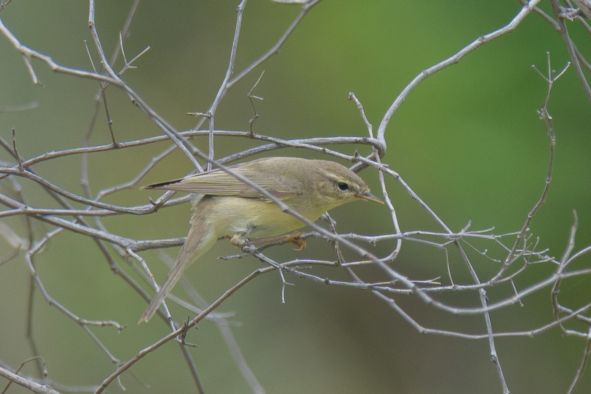 Luì grosso - ML646102867