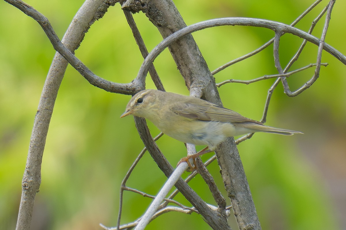 Willow Warbler - Francis Yap