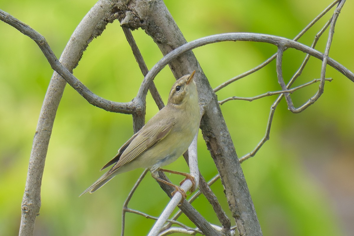 Luì grosso - ML646102869