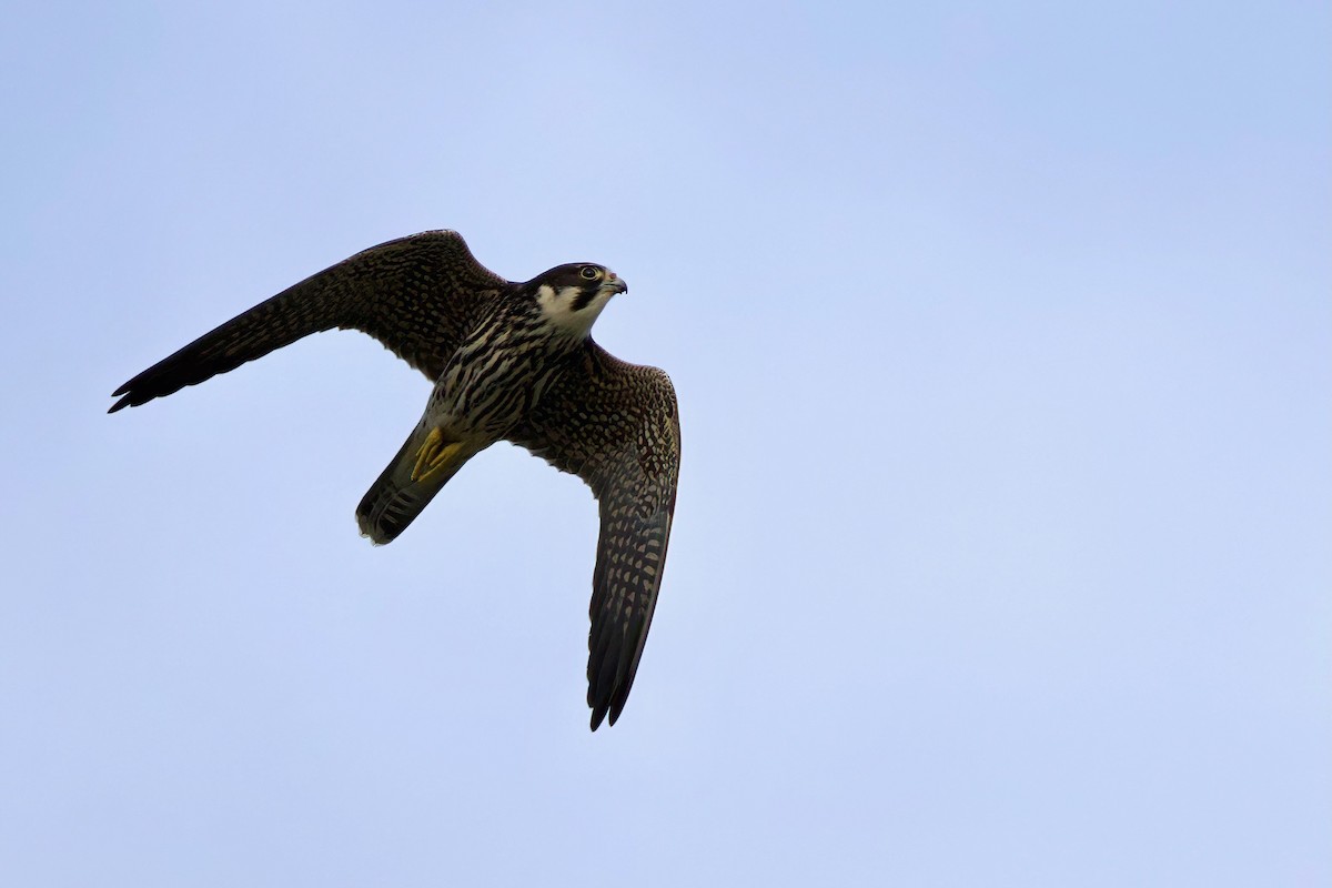 Afrikabaumfalke - ML646102870