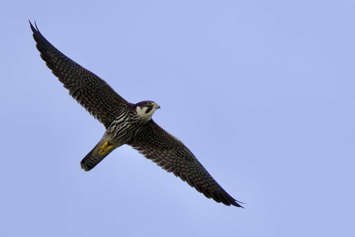 Afrikabaumfalke - ML646102872