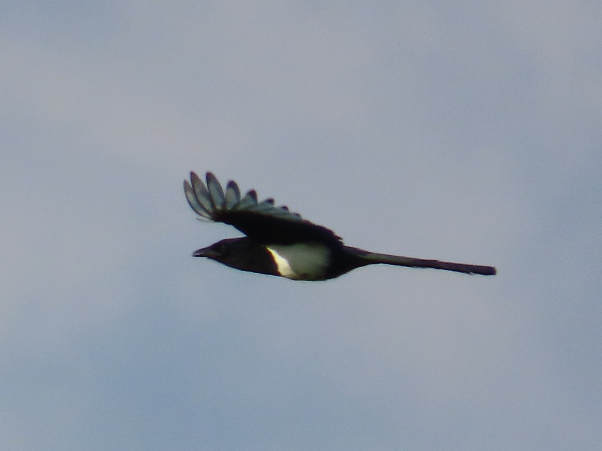 Дорнын шаазгай - ML646102907