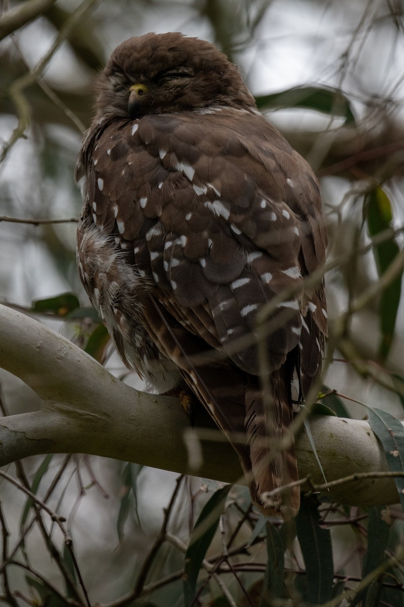 Barking Owl - ML646102930