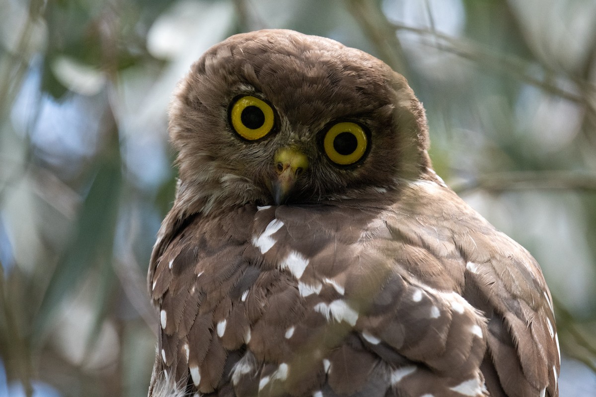 Barking Owl - ML646102931