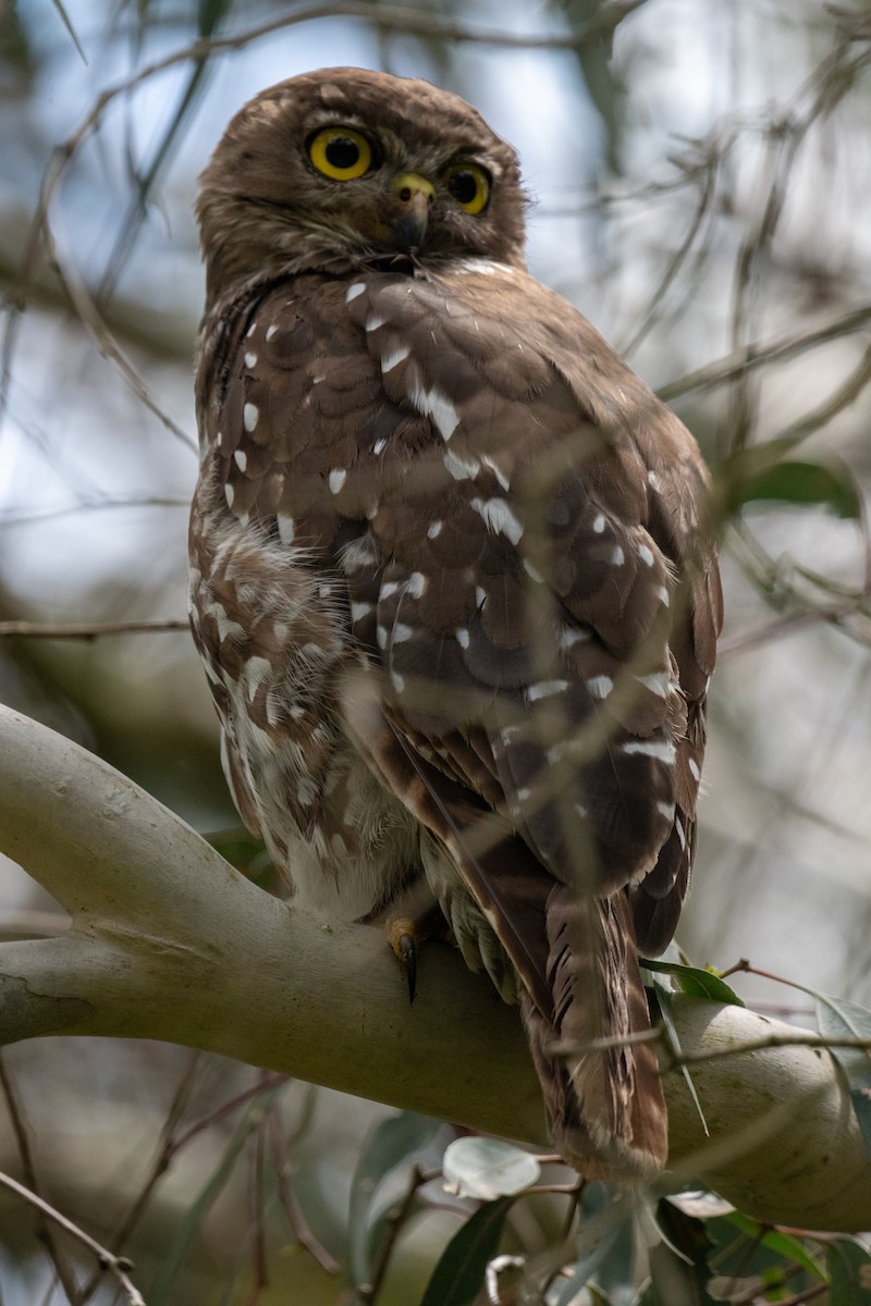 Barking Owl - ML646102932