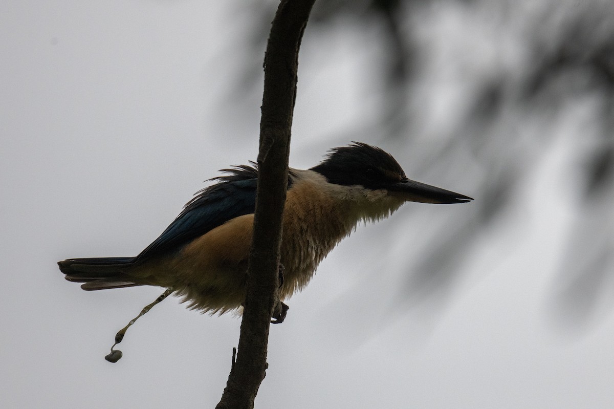 Sacred Kingfisher - ML646102939