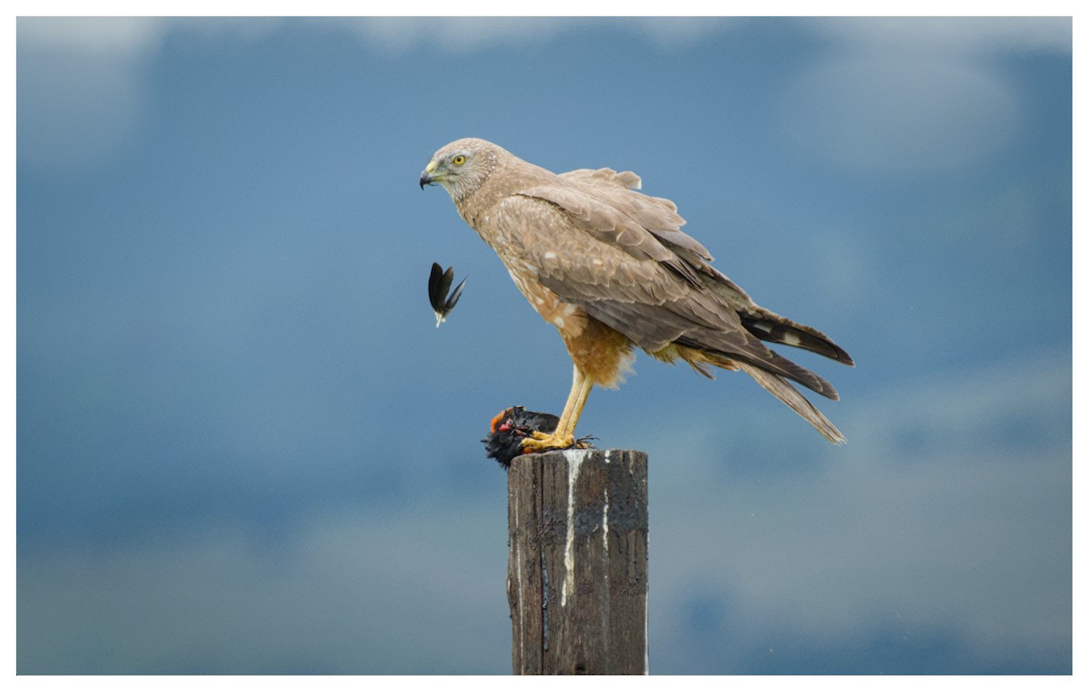 African Marsh Harrier - ML646102940