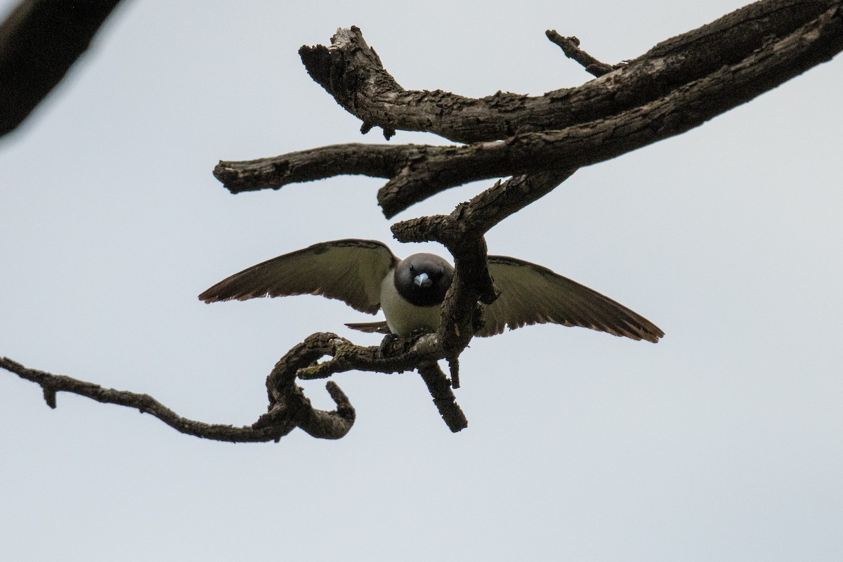 White-breasted Woodswallow - ML646102942