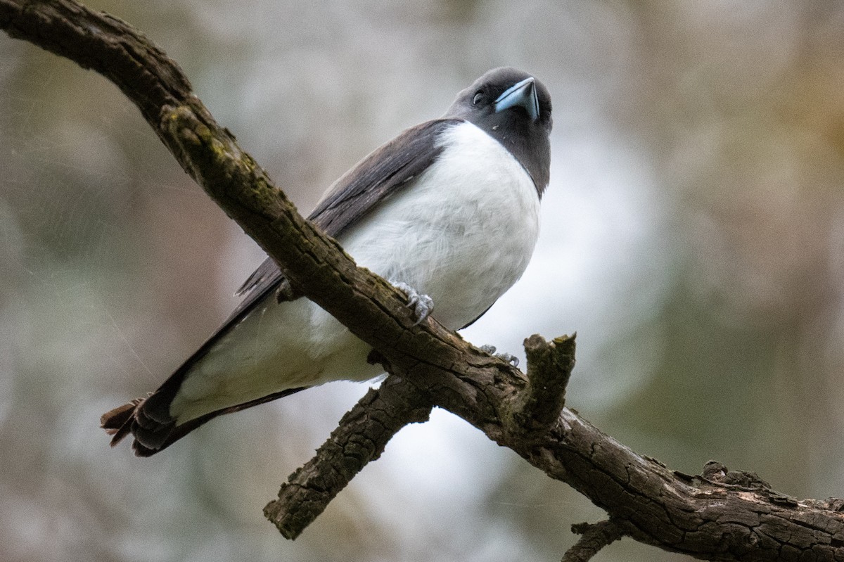 White-breasted Woodswallow - ML646102943