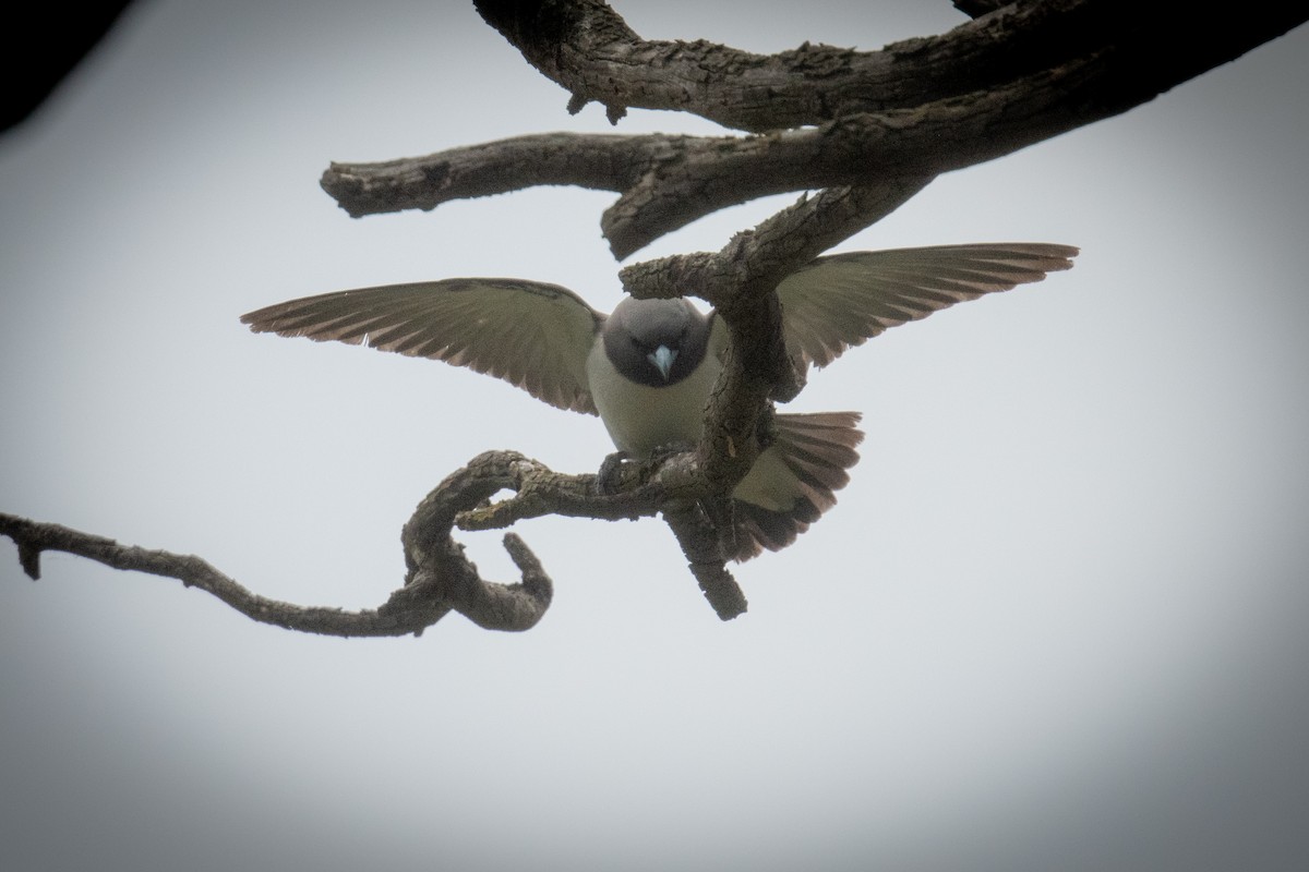 White-breasted Woodswallow - ML646102944