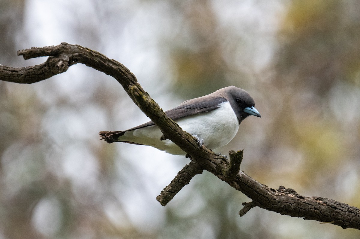 White-breasted Woodswallow - ML646102945