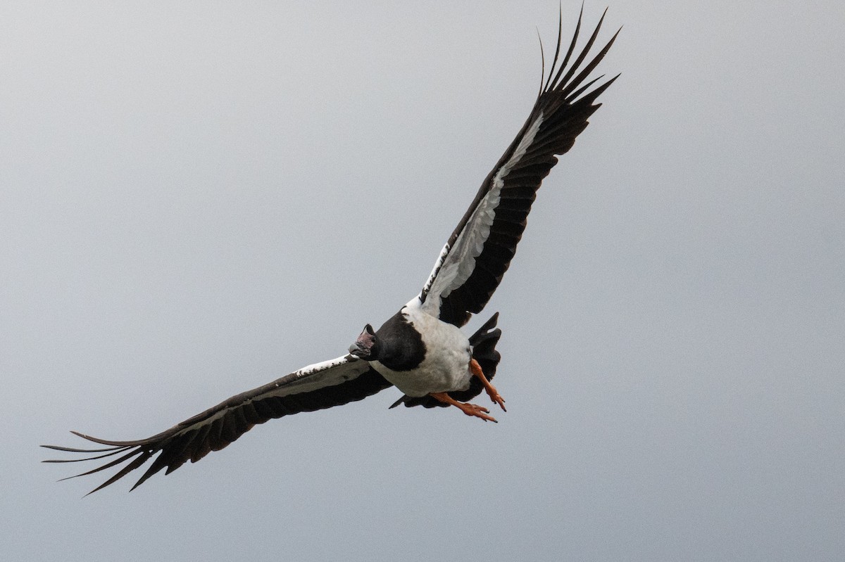 Magpie Goose - ML646102950