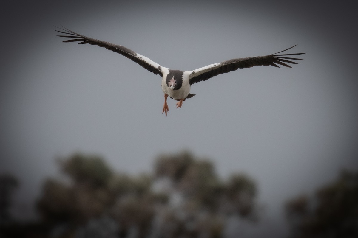 Magpie Goose - ML646102951
