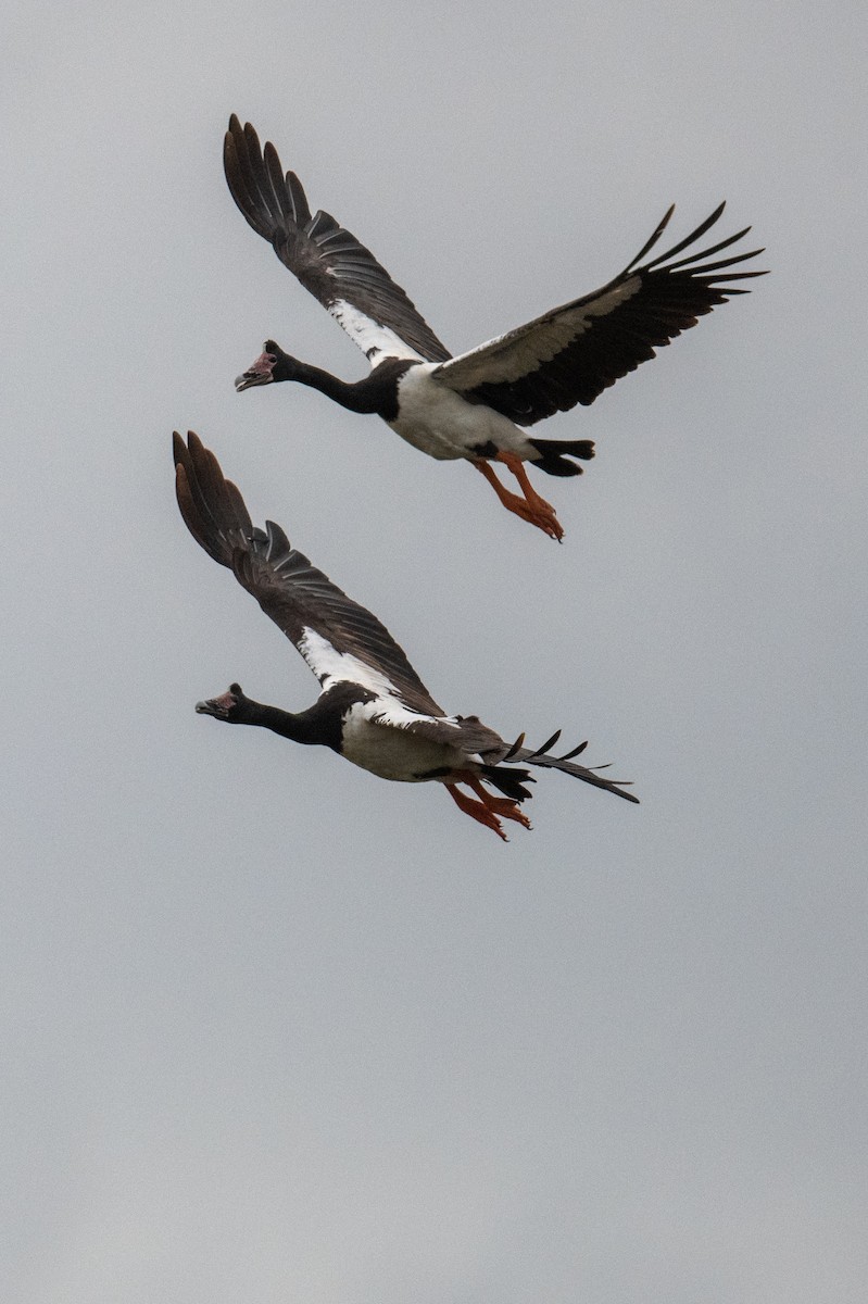 Magpie Goose - ML646102952