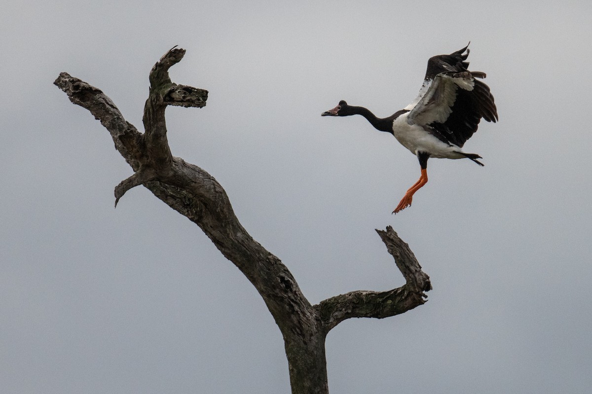 Magpie Goose - ML646102953