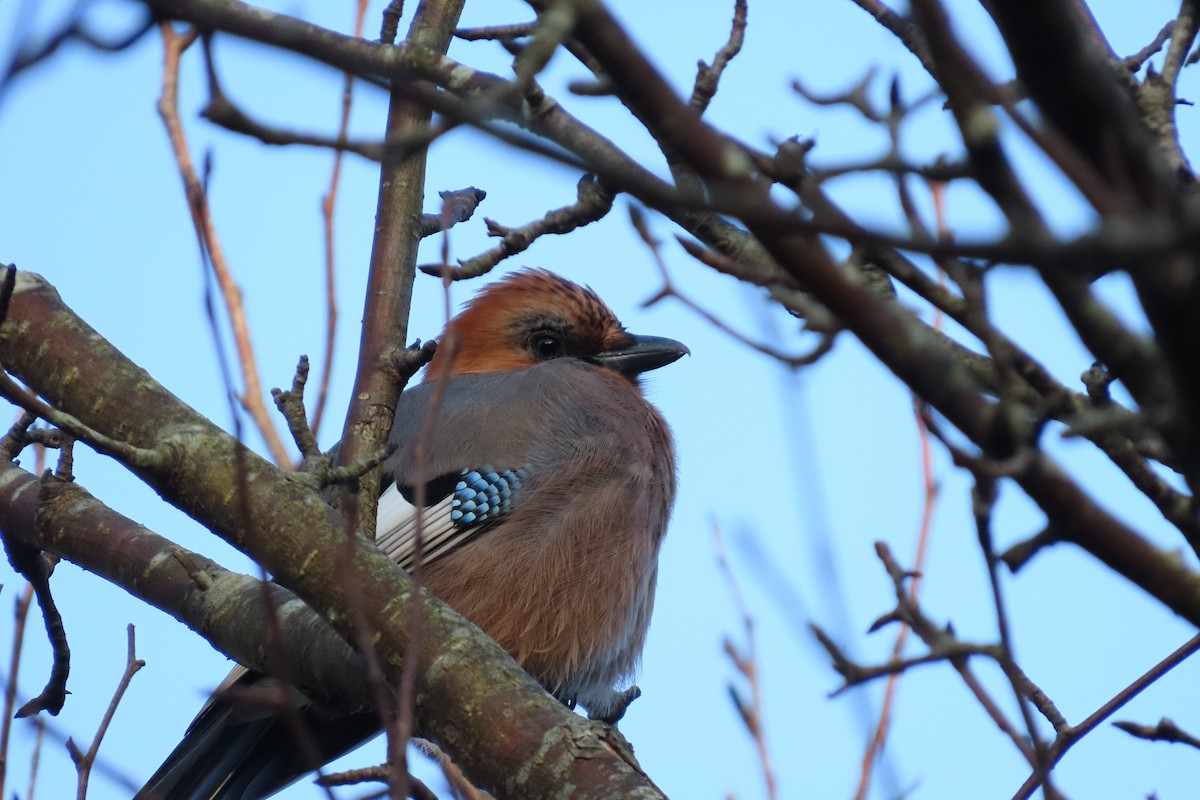 Eurasian Jay - ML646102966