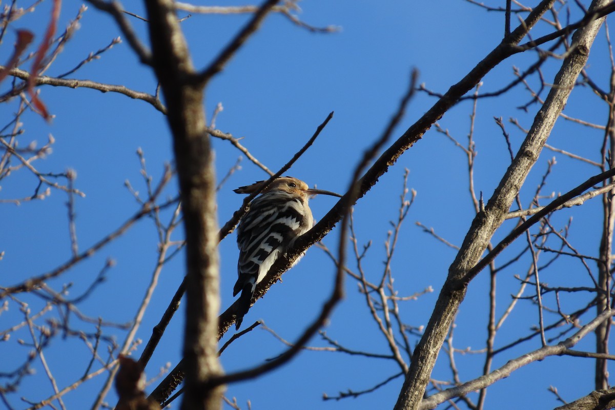 Common Hoopoe - ML646102967
