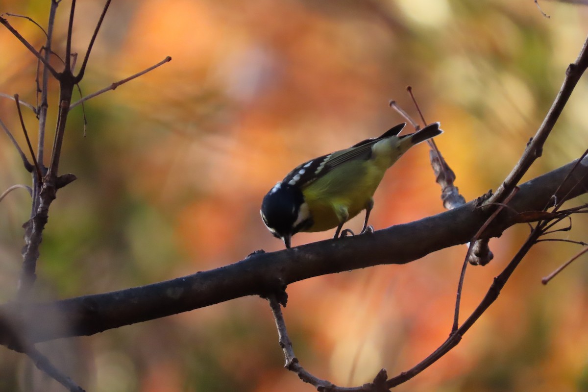 Yellow-bellied Tit - ML646102978