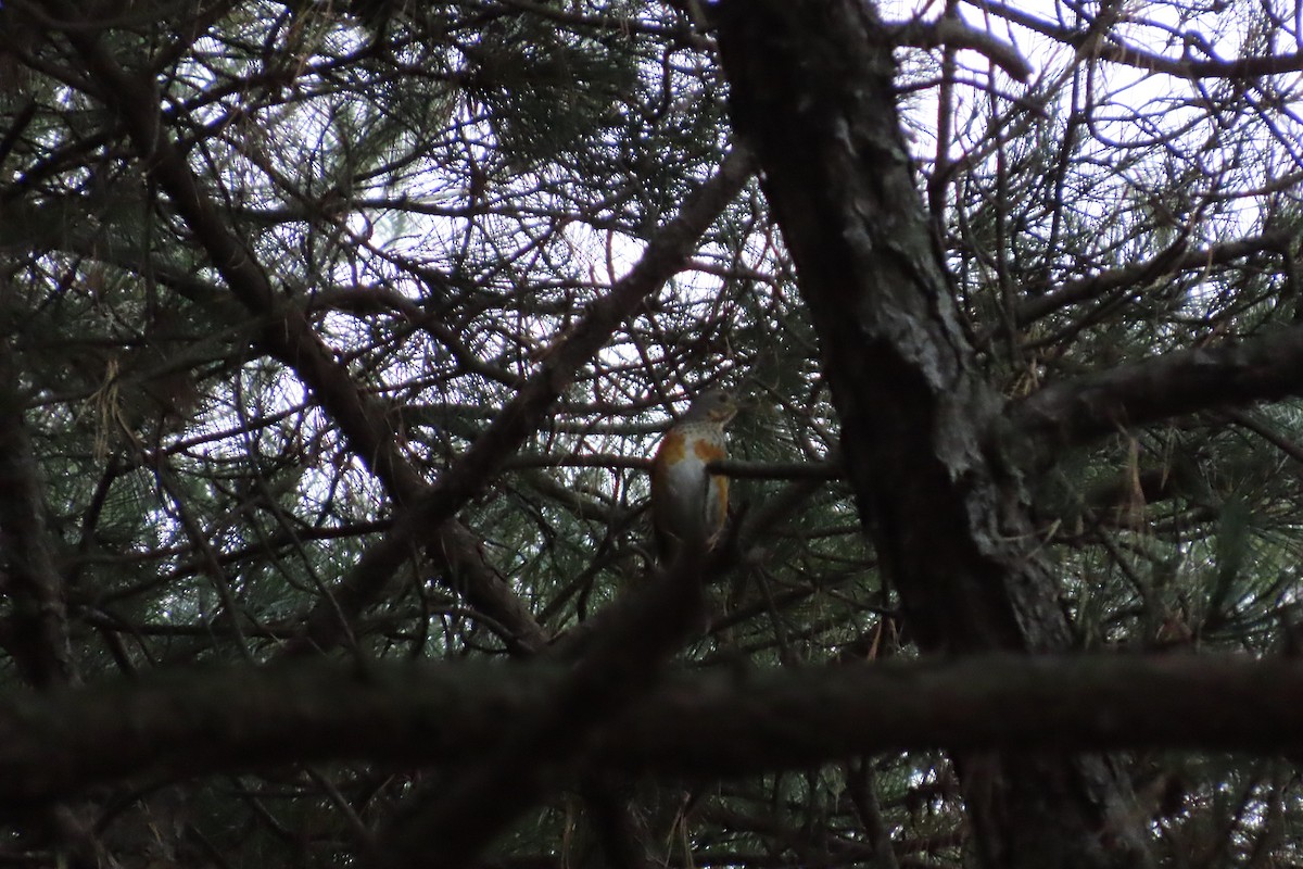 Gray-backed Thrush - ML646102979