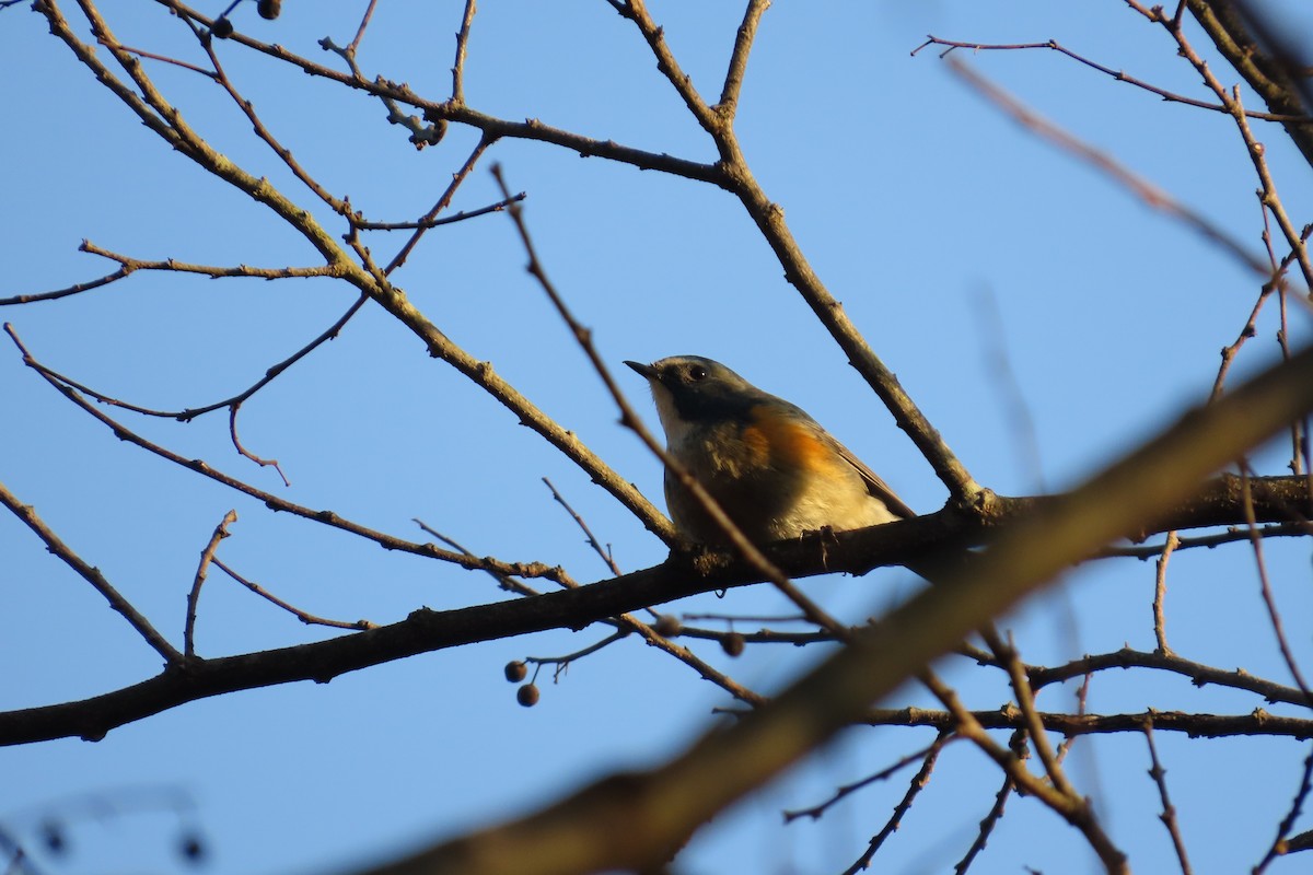 Red-flanked Bluetail - ML646102991