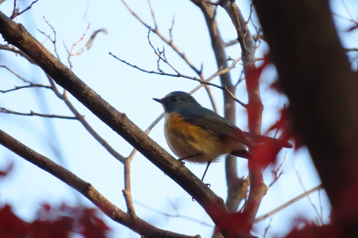 Red-flanked Bluetail - ML646102992