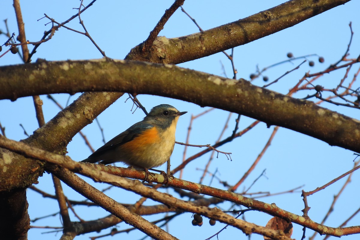 Red-flanked Bluetail - ML646102993