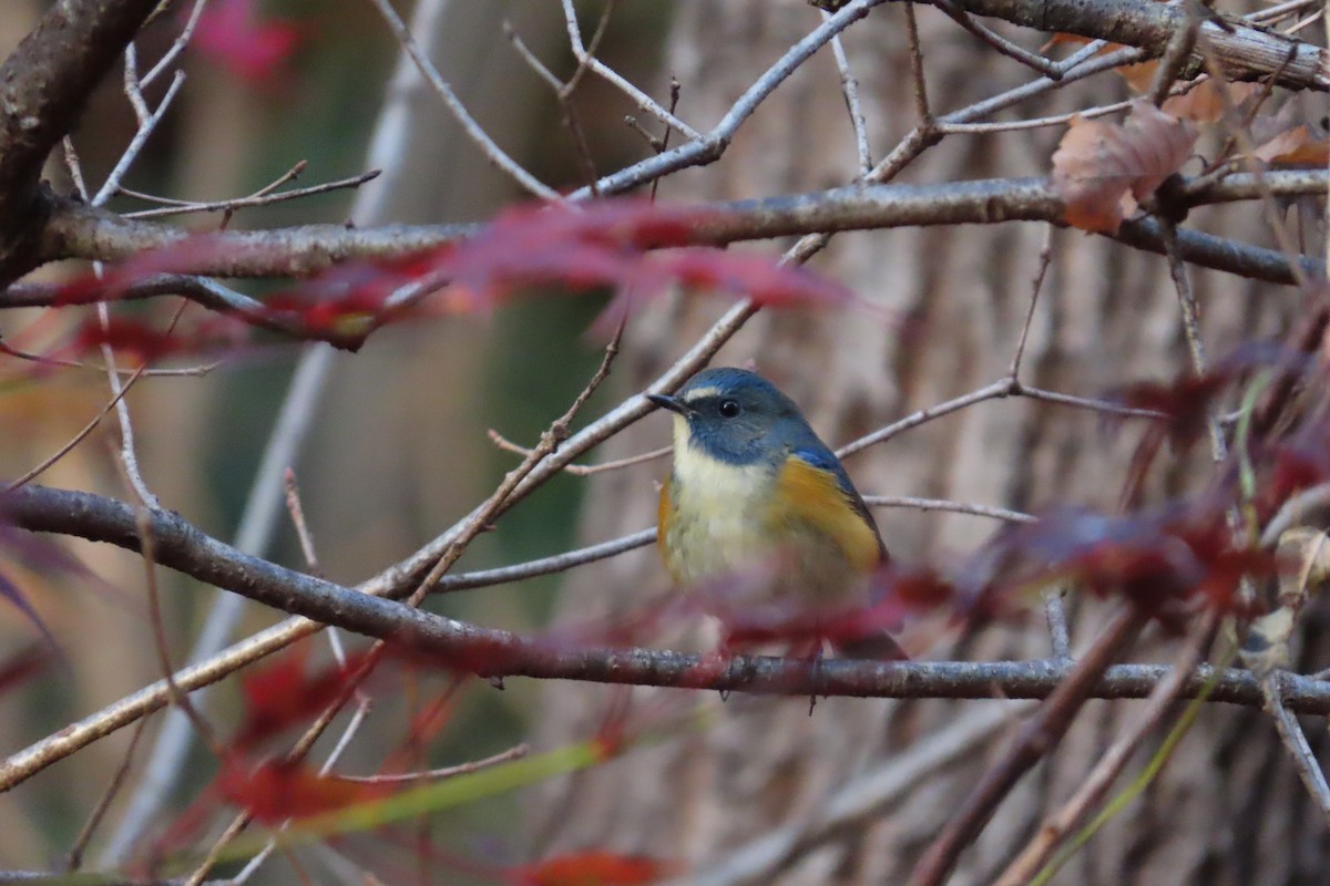Red-flanked Bluetail - ML646102994