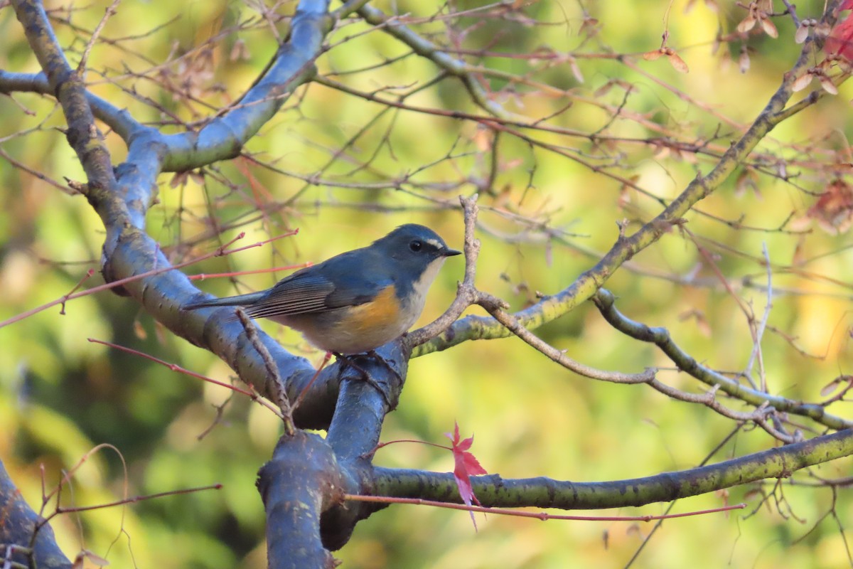 Red-flanked Bluetail - ML646102995