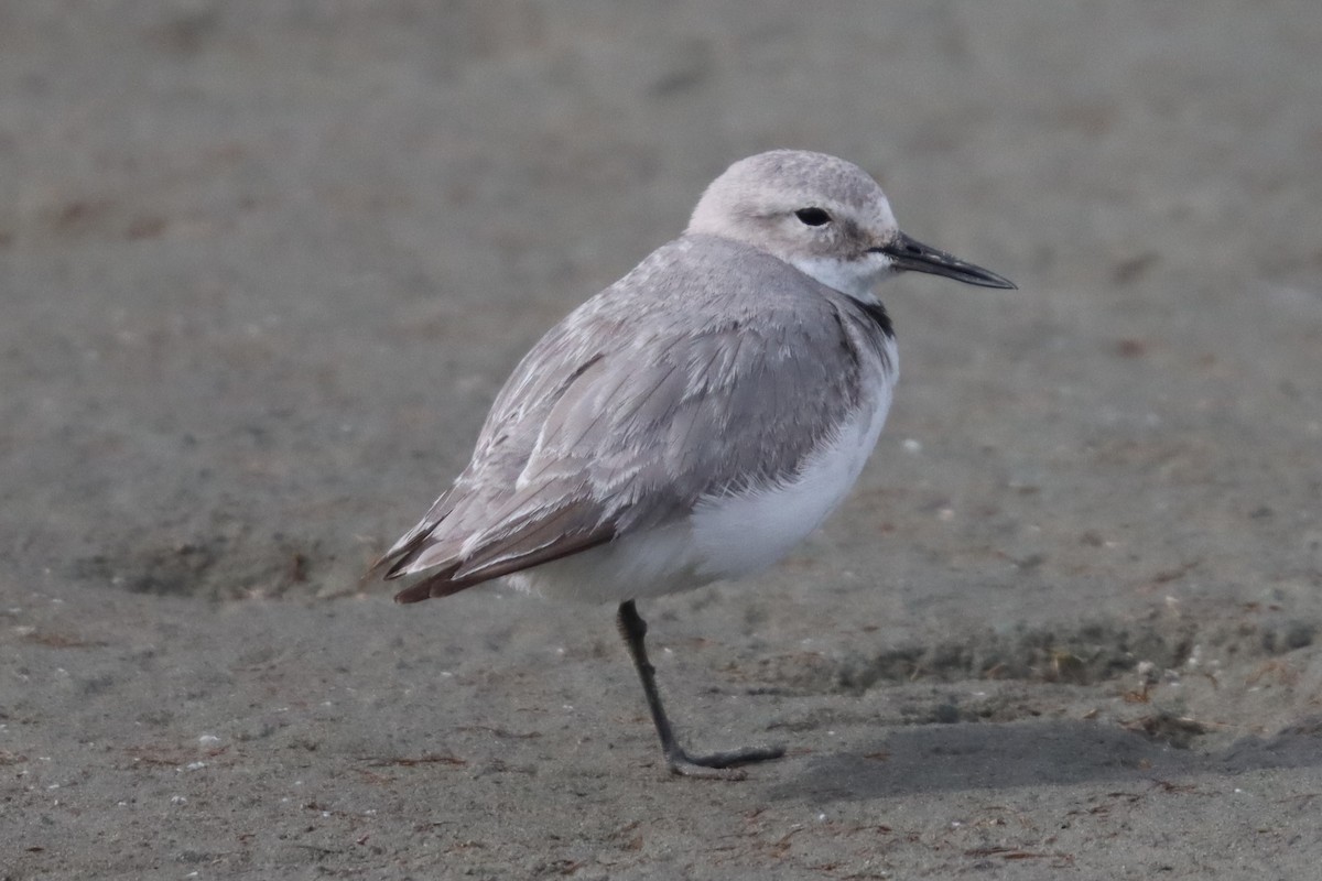 kulík křivozobý - ML646103003