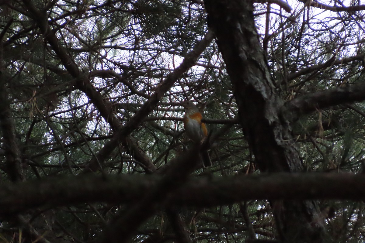 Gray-backed Thrush - ML646103004