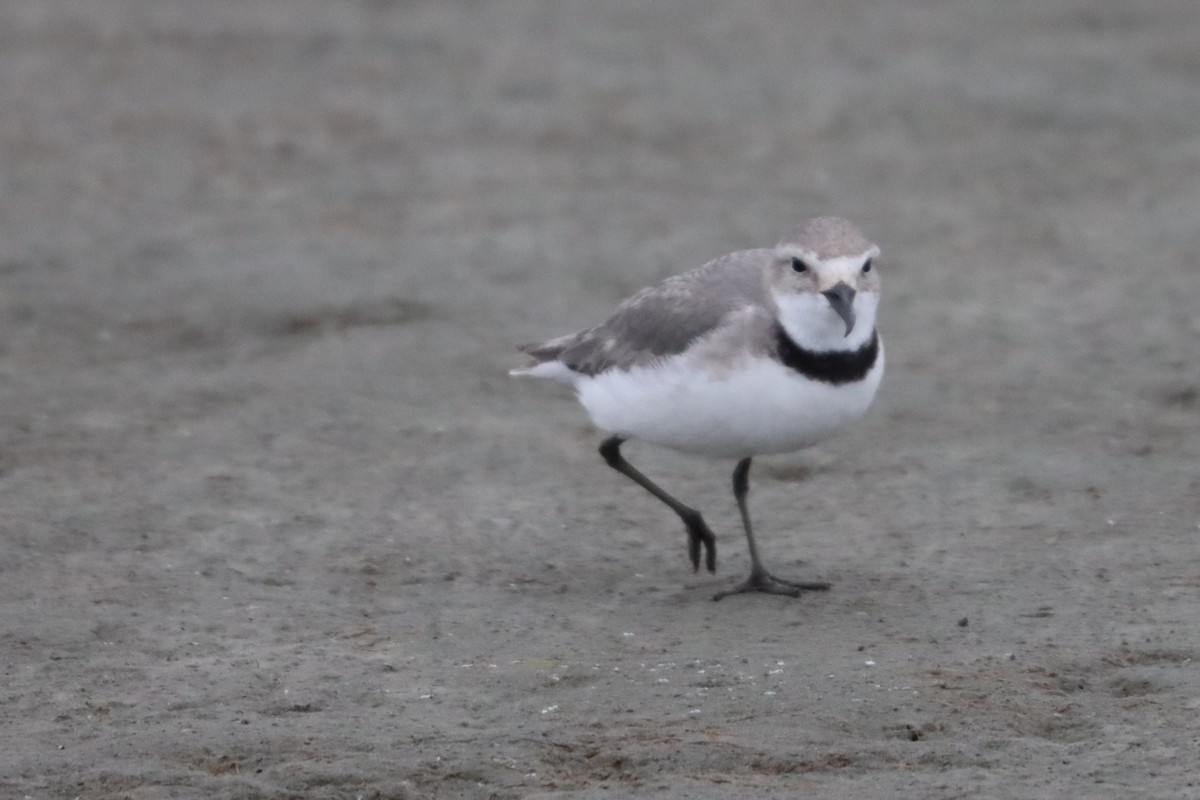 kulík křivozobý - ML646103005