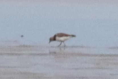 kamenáček pestrý - ML646103019