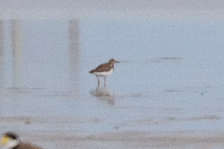 kamenáček pestrý - ML646103021