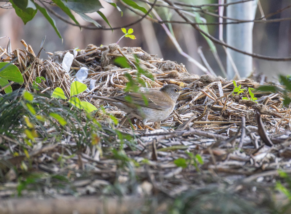 Pale Thrush - ML646103022