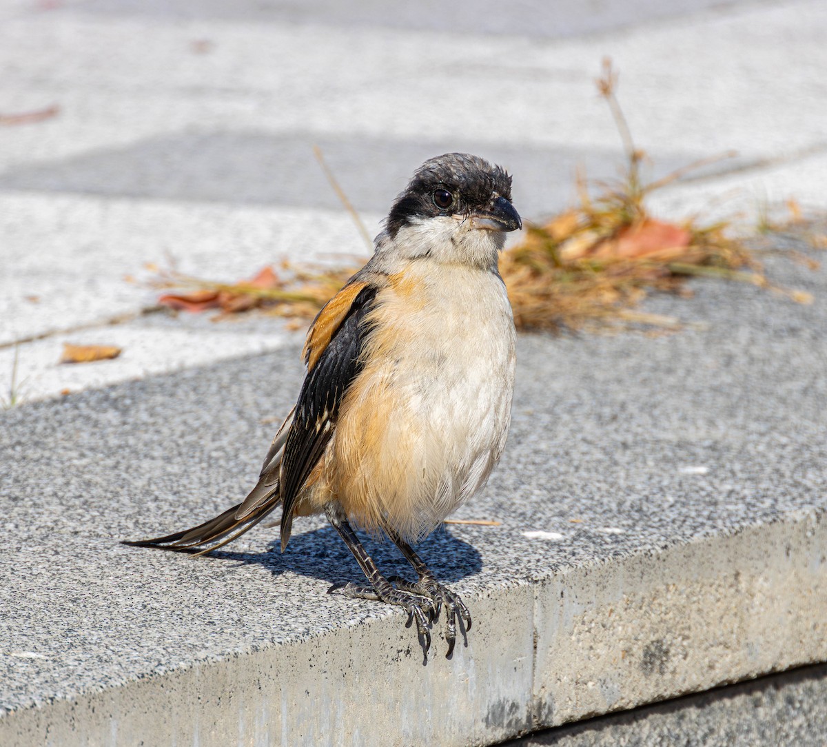 Long-tailed Shrike - ML646103025