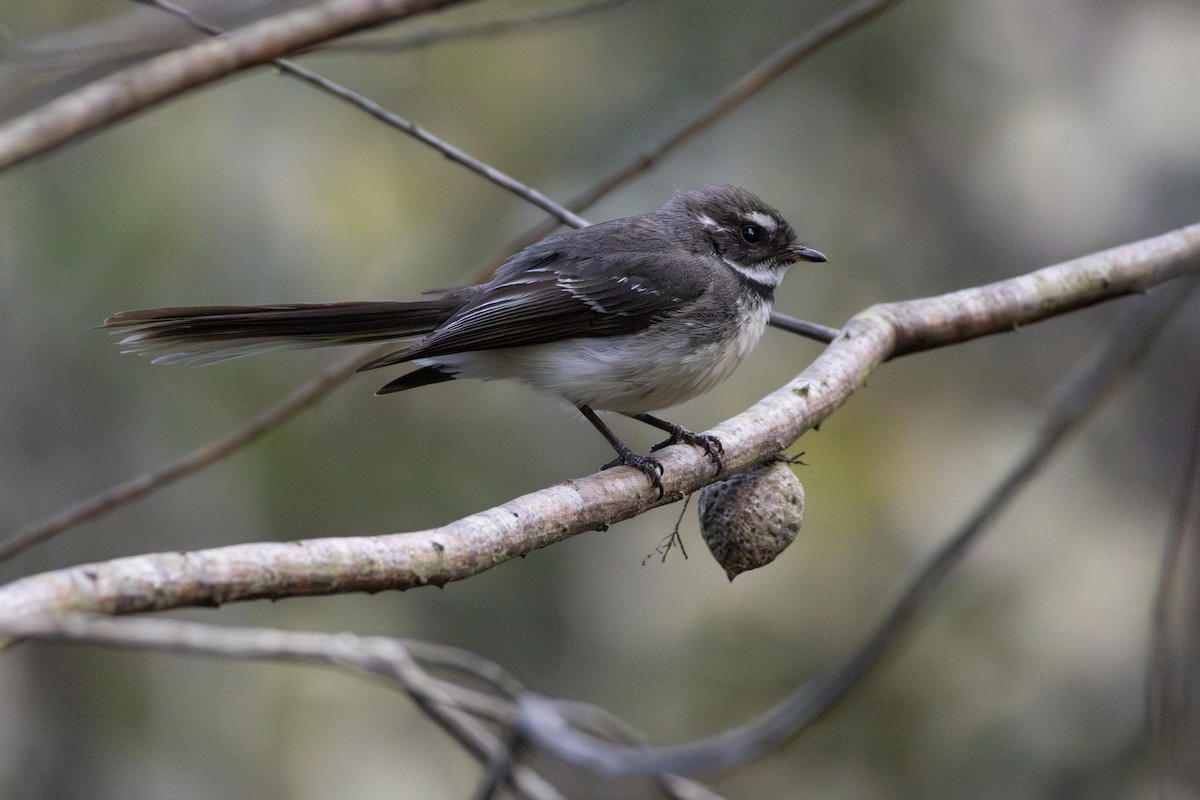 Gray Fantail - ML646103044