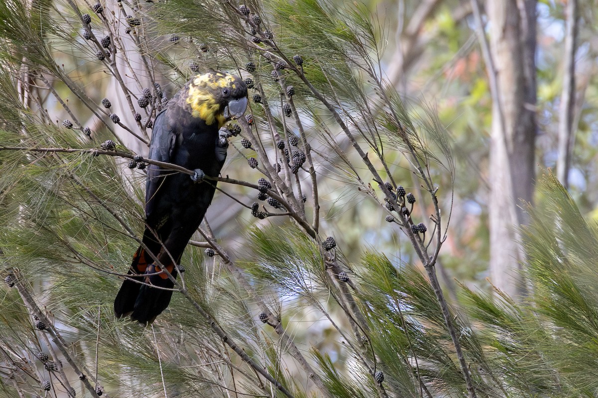 kakadu hnědohlavý - ML646103045