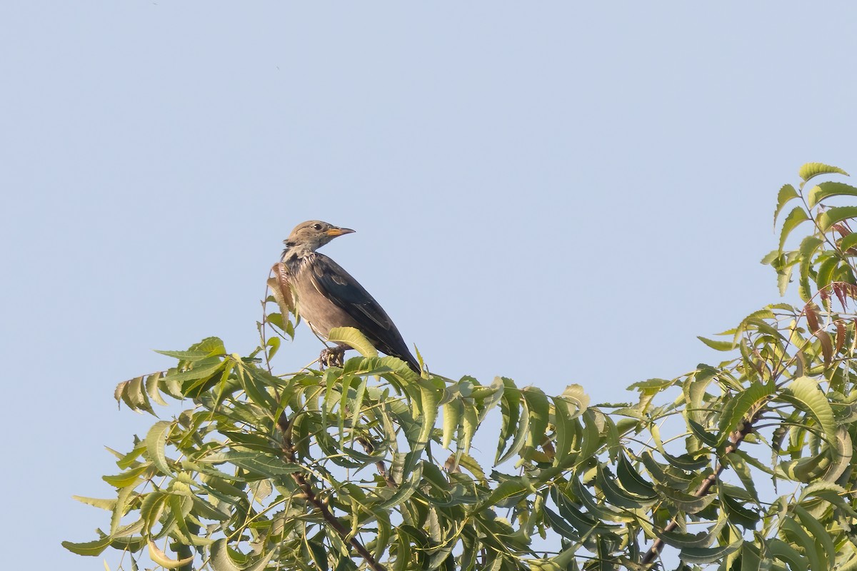 Rosy Starling - Kalpesh Krishna