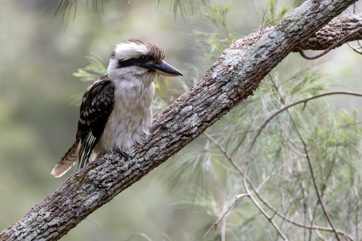 ledňák obrovský - ML646103052