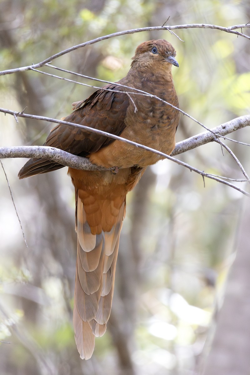 Maronentaube - ML646103058