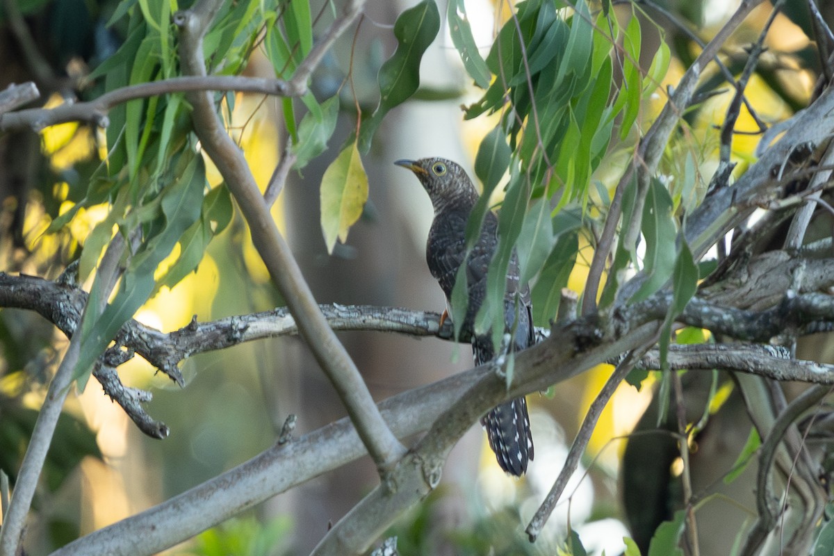 Oriental Cuckoo - ML646103067