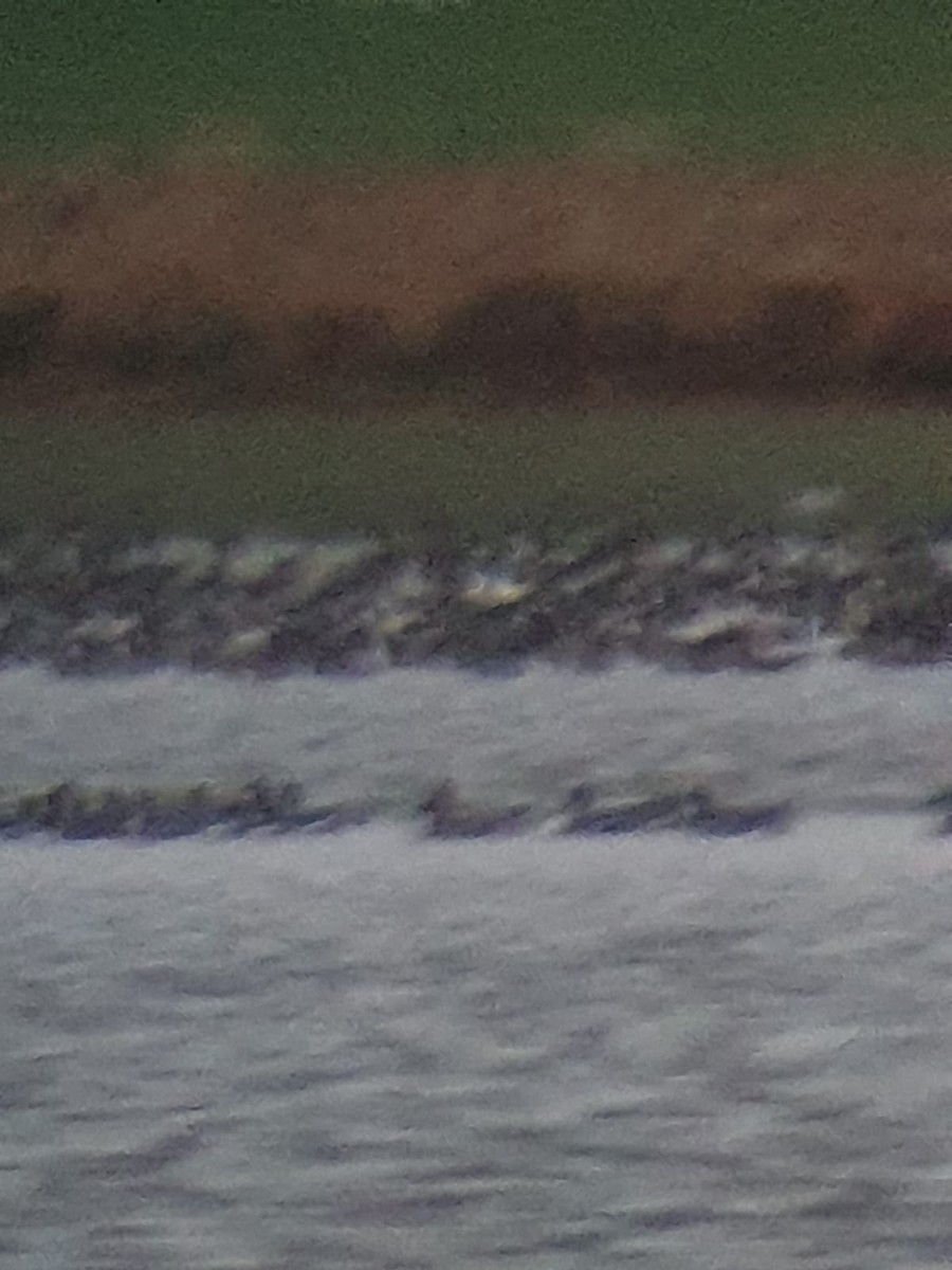 husa bělostná - ML646103070