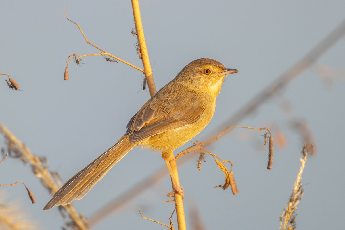 Plain Prinia - ML646103071