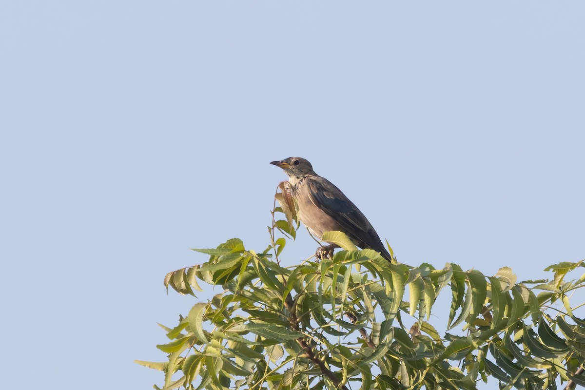 Rosy Starling - Kalpesh Krishna