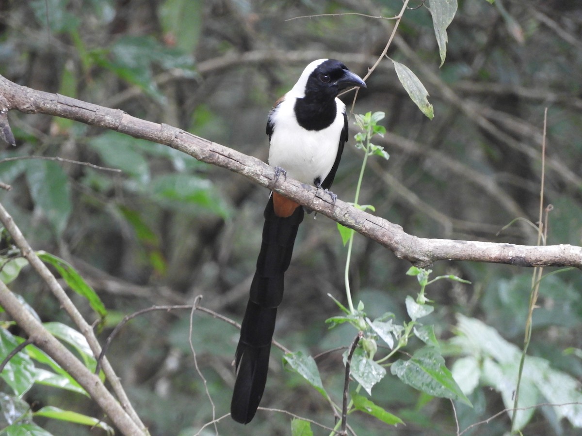 White-bellied Treepie - ML646103079