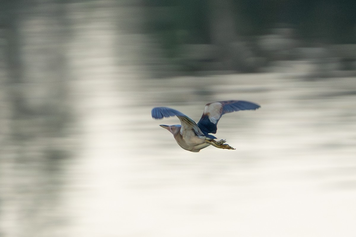 Black-backed Bittern - ML646103081